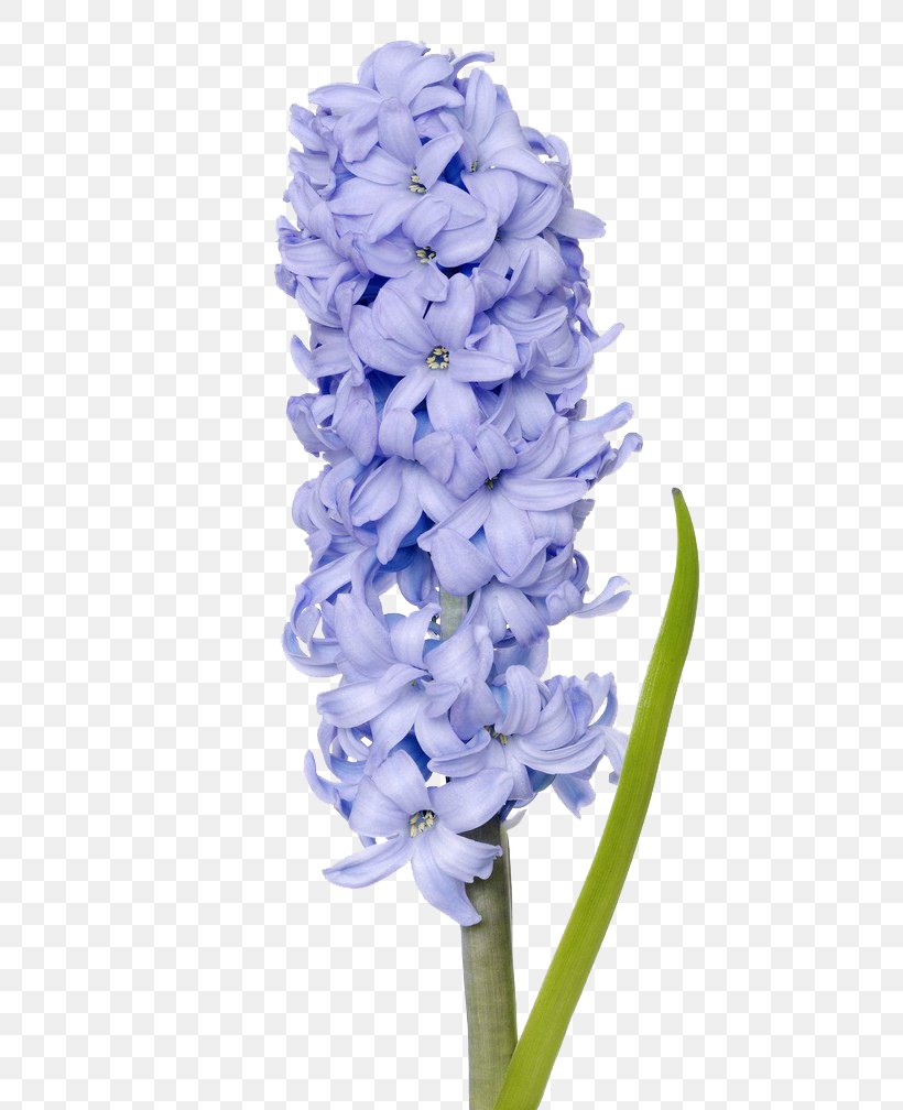 Hyacinth Royalty-free Clip Art, PNG, 478x1008px, Hyacinth, Blue, Cut Flowers, Floral Design, Flower Download Free