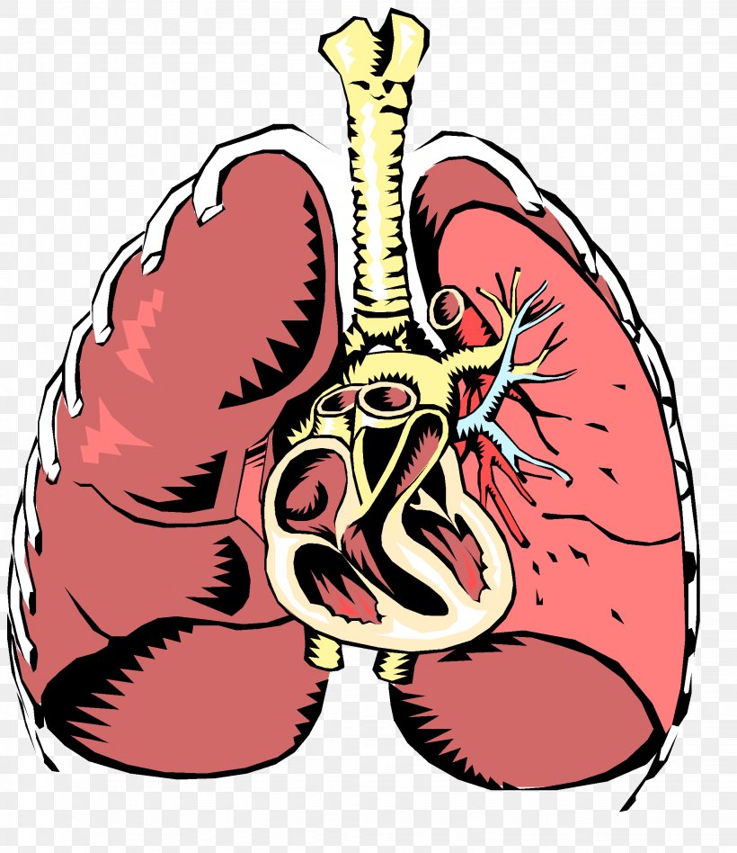 Respiratory Disease Respiratory System Respiratory Tract Breathing, PNG, 2046x2366px, Watercolor, Cartoon, Flower, Frame, Heart Download Free