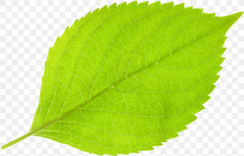 Leaf Deciduous, PNG, 836x536px, Leaf, Deciduous, Ginkgo Biloba, Green, Paper Clip Download Free