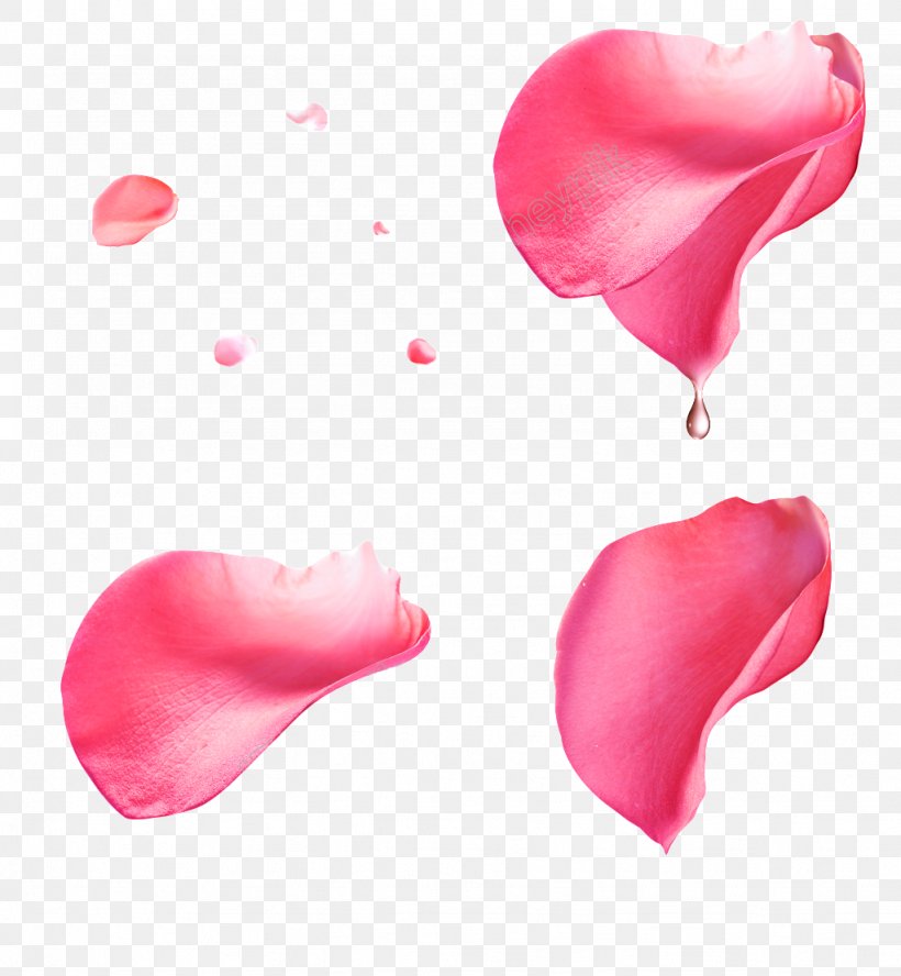 Petal Clip Art Rose Image, PNG, 1024x1109px, Petal, Beauty, Drawing, Flower, Heart Download Free