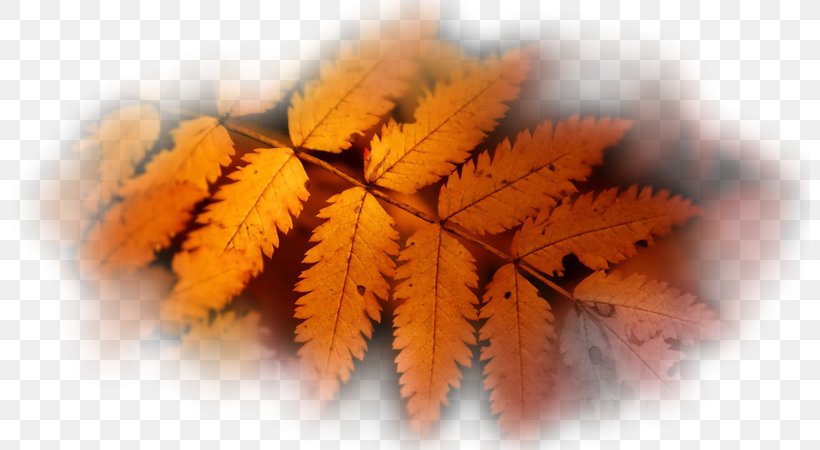 Autumn Leaf Color Desktop Wallpaper High-definition Television, PNG, 800x450px, 4k Resolution, 8k Resolution, Autumn Leaf Color, Autumn, Color Download Free