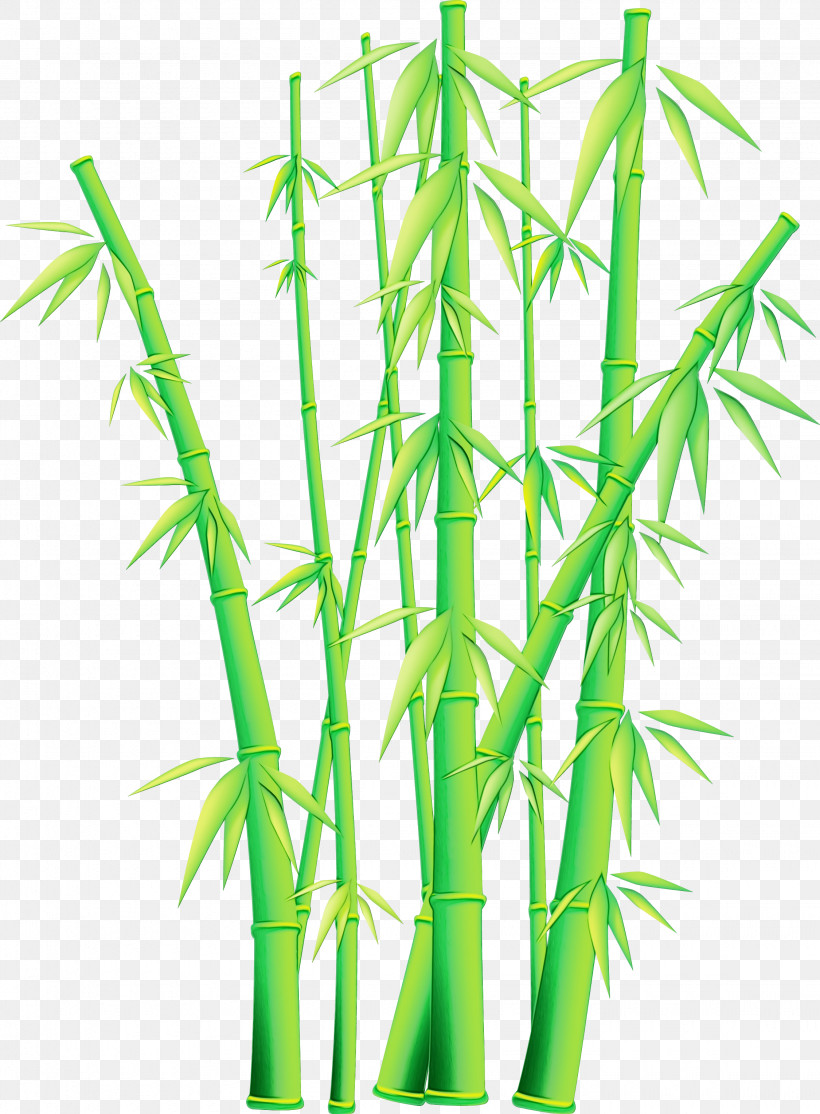 Bamboo Plant Stem Plant Grass Family Grass, PNG, 2250x3057px, Watercolor, Aquarium Decor, Bamboo, Grass, Grass Family Download Free
