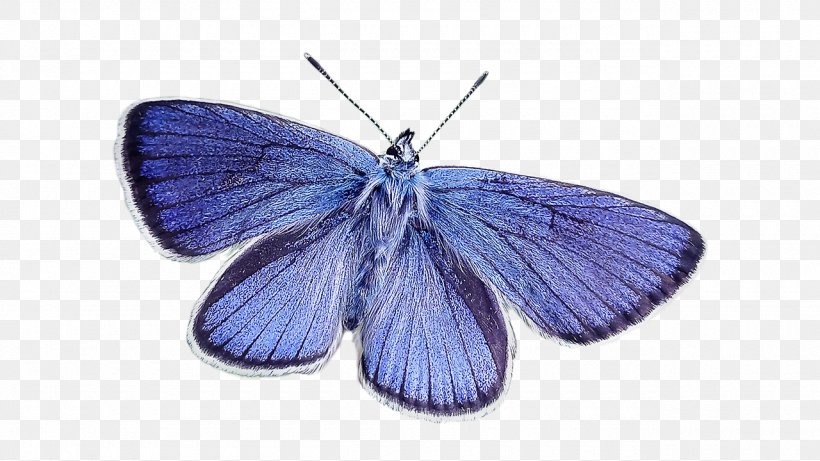 Blue Stock Photography, PNG, 1280x720px, Blue, Arthropod, Azure, Brush Footed Butterfly, Butterfly Download Free