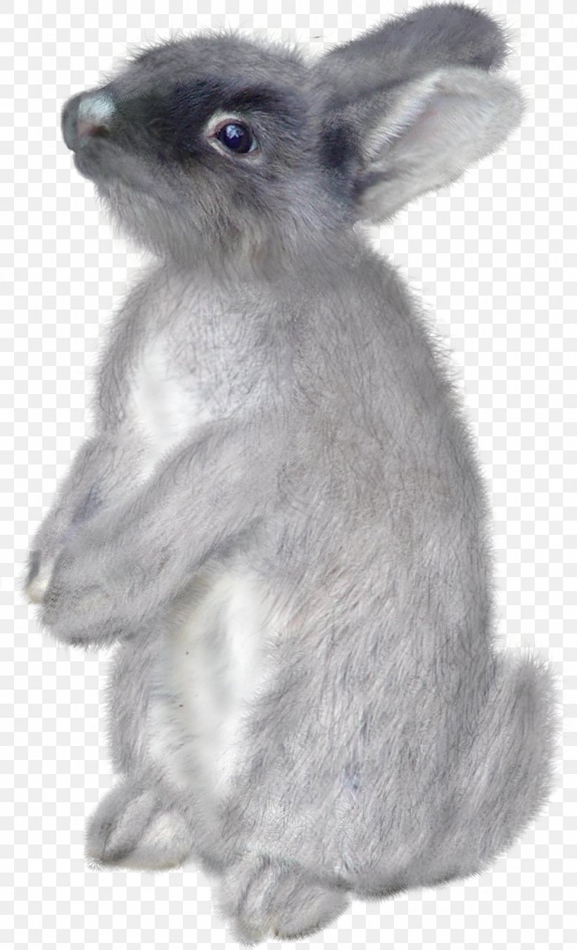 Domestic Rabbit Hare Easter Bunny, PNG, 1001x1649px, Domestic Rabbit, Animal, Blog, Christmas, Easter Download Free