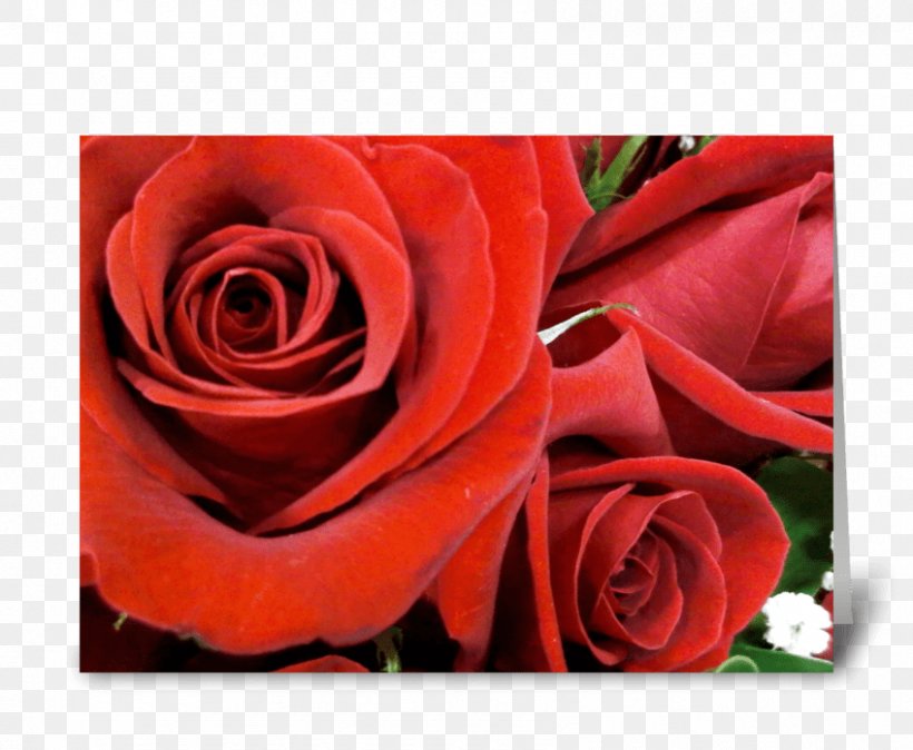 Garden Roses Floribunda Floral Design Cut Flowers, PNG, 848x698px, Garden Roses, Cut Flowers, Flora, Floral Design, Floribunda Download Free