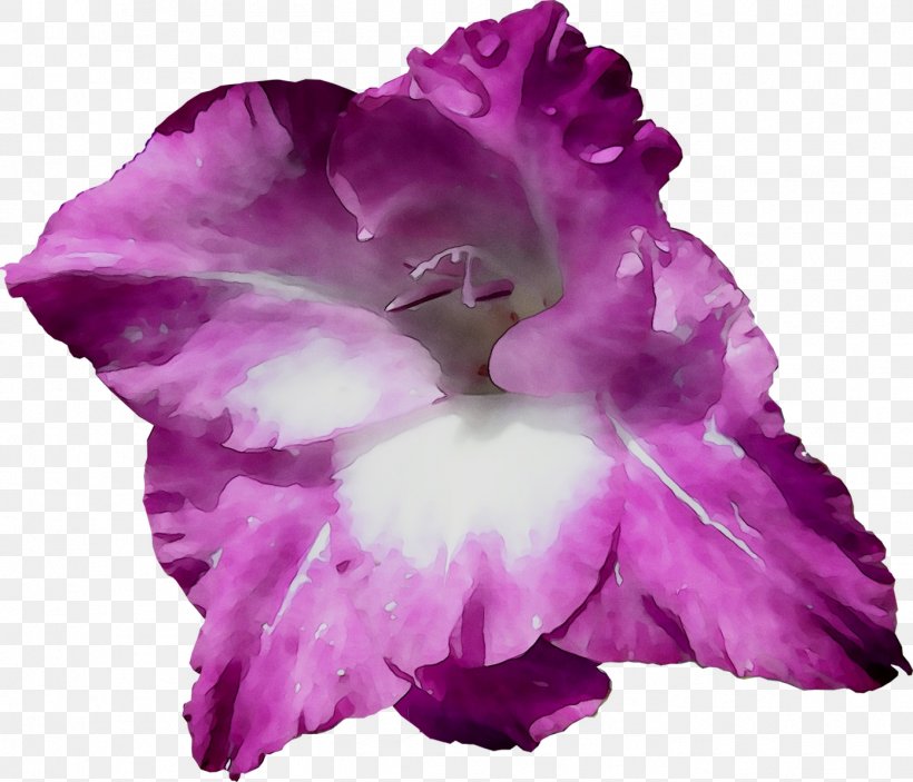 Gladiolus Herbaceous Plant Cattleya Orchids Plants, PNG, 1391x1193px, Gladiolus, Cattleya, Cattleya Orchids, Cut Flowers, Dendrobium Download Free