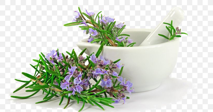Herb Rosemary Mediterranean Cuisine Thyme Stock Photography, PNG, 800x430px, Herb, Costochondritis, Culinary Art, Fennel, Flavor Download Free