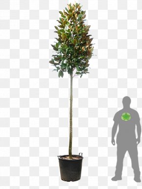 Magnolia - Tree Evergreen Southern Magnolia Red Tip Photinia Hedge PNG