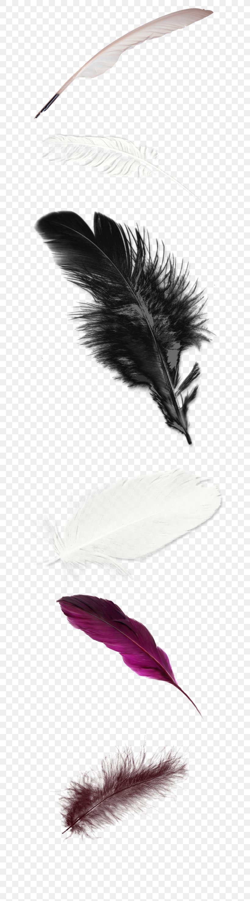 White Feather, PNG, 658x2946px, Feather, Color, Quill, Rendering, White Download Free