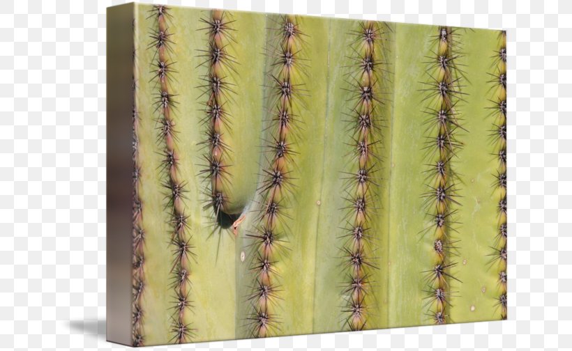 Cactaceae Citroën Cactus M Saguaro, PNG, 650x504px, Cactaceae, Cactus, Caryophyllales, Organism, Saguaro Download Free