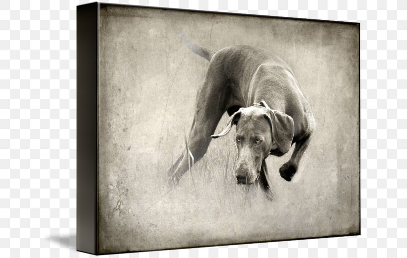 Dog Breed Weimaraner Whippet Italian Greyhound Puppy, PNG, 650x520px, Dog Breed, Art, Black And White, Breed, Canvas Download Free