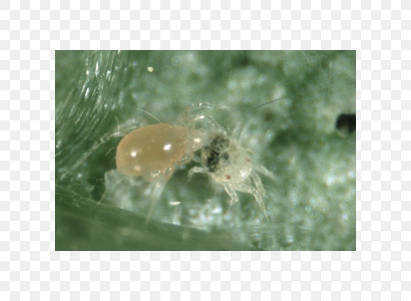 Insect Amblyseius Californicus Biological Pest Control Spider Mite, PNG, 600x600px, Insect, Beneficial Insects, Biological Pest Control, Close Up, Crop Download Free