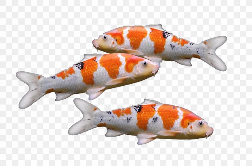 Koi Goldfish Carp Aquarium, PNG, 852x562px, Koi, Aquarium, Aquarium Fish Feed, Carp, Common Carp Download Free