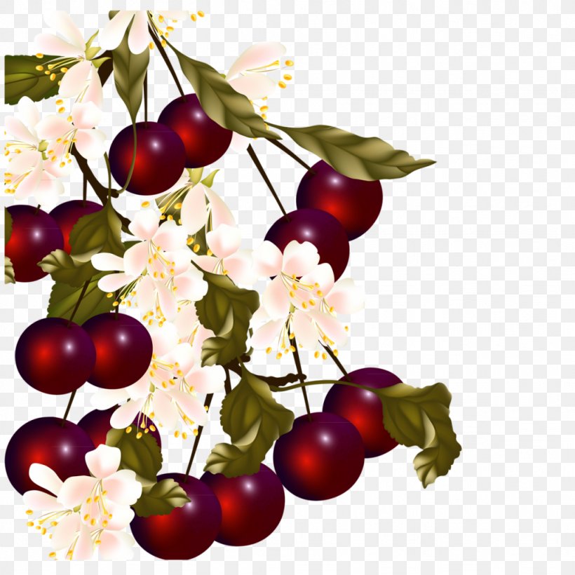 Cherry Cerasus Vecteur, PNG, 1024x1024px, Cherry, Apple, Berry, Branch, Cerasus Download Free