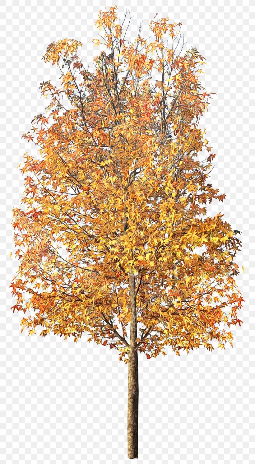 Red Maple Tree, PNG, 1868x3400px, Watercolor, American Aspen, American Larch, Autumn, Autumn Leaf Color Download Free
