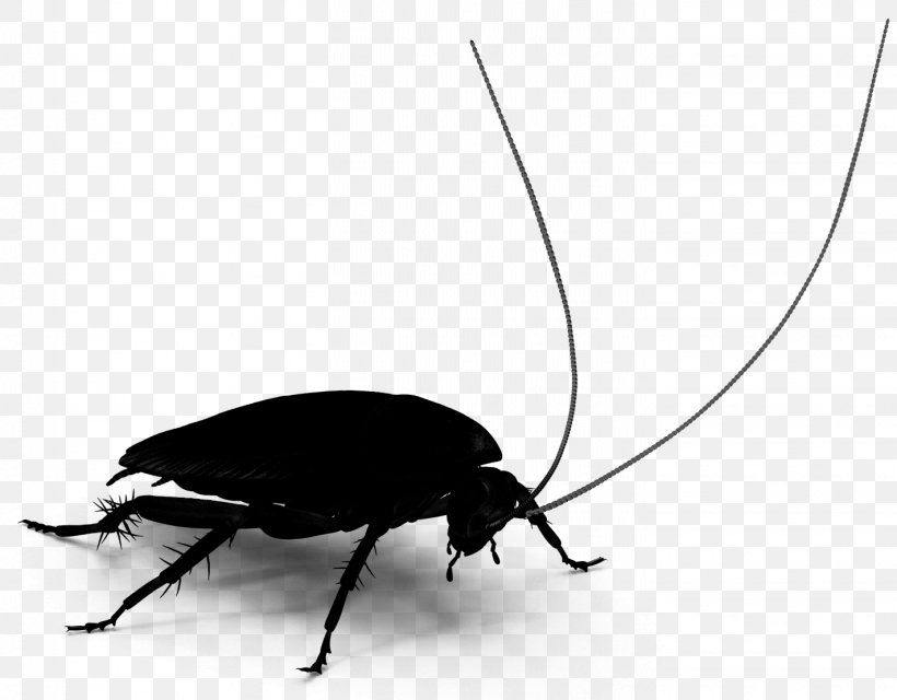 Cockroach Beetle Membrane Insect, PNG, 1422x1110px, Cockroach, Arthropod, Beetle, Belostomatidae, Blister Beetles Download Free