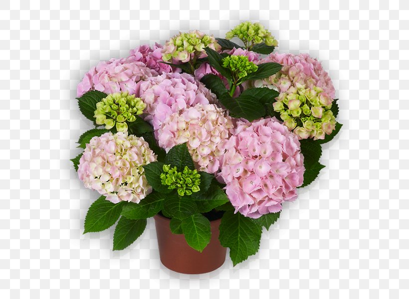 French Hydrangea Cut Flowers Shrub, PNG, 600x600px, French Hydrangea, Annual Plant, Color, Cornales, Cut Flowers Download Free