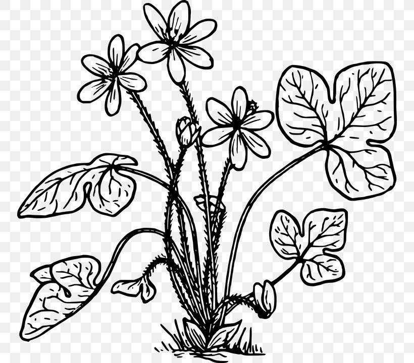 Anemone Hepatica Coloring Book Clip Art, PNG, 752x720px, Anemone Hepatica, Anemone, Art, Black And White, Branch Download Free