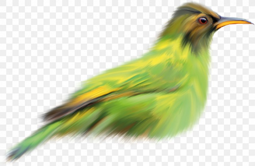 Beak Bird Finches Clip Art Coraciiformes, PNG, 1200x780px, Beak, Bird, Birdcage, Common Kingfisher, Coraciiformes Download Free