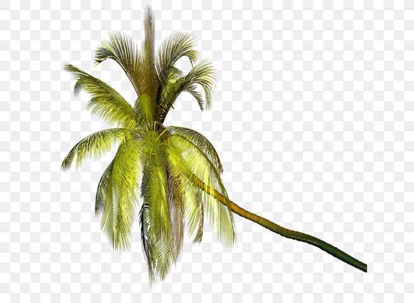 Coconut Palm Trees Image Clip Art, PNG, 634x600px, Coconut, Arecales, Art, Graphics File Format, Grass Download Free