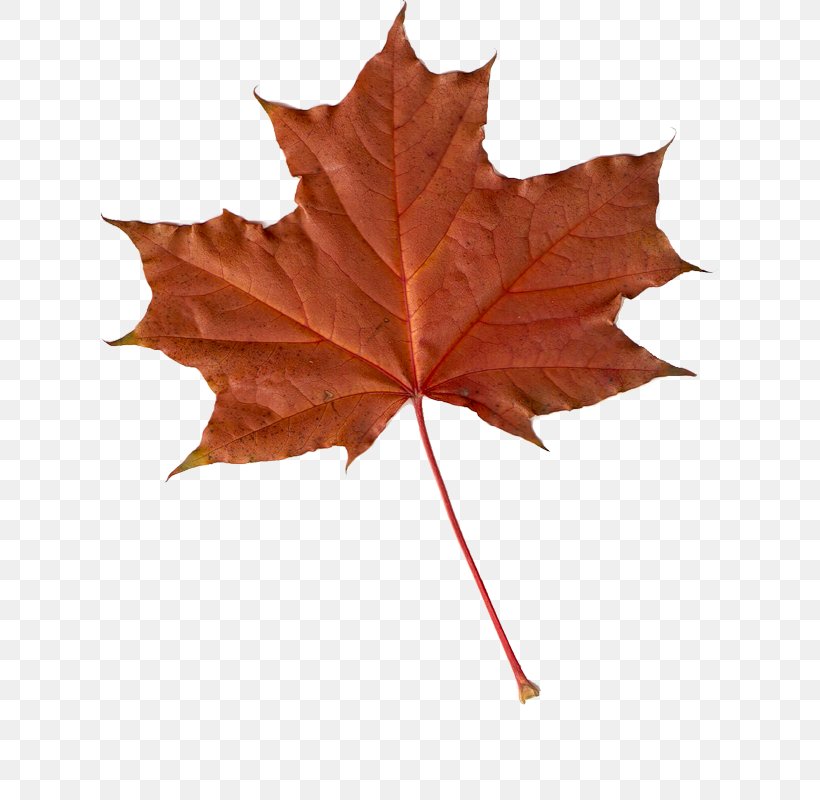 Maple Leaf Autumn Leaves Clip Art, PNG, 621x800px, Maple Leaf, Autumn, Autumn Leaves, Japanese Maple, Leaf Download Free