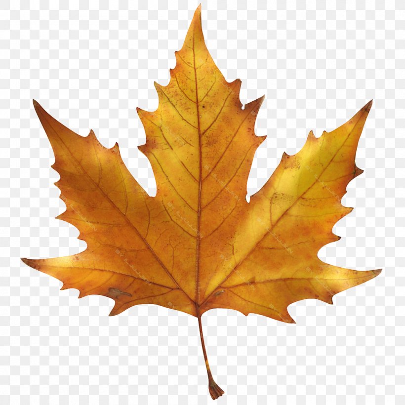 Maple Leaf Image Sugar Maple Autumn Leaf Color, PNG, 1000x1000px, Maple Leaf, Autumn, Autumn Leaf Color, Beech, Black Maple Download Free