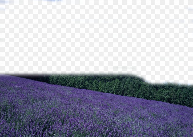 Purple, PNG, 2950x2094px, Purple, Field, Grass, Lavender, Meadow Download Free