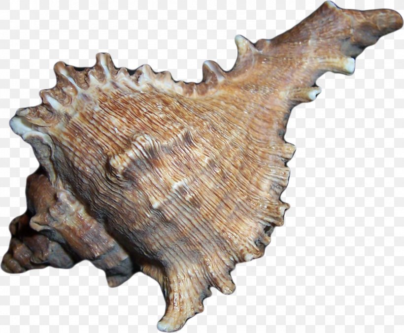 Seashell Drawing Conchology Sea Snail, PNG, 1584x1307px, Seashell, Art, Blog, Conch, Conchology Download Free