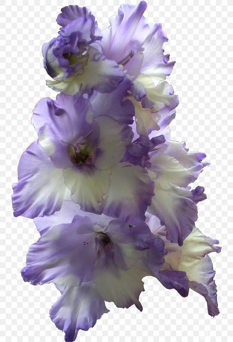 The Gladiolus Flower Bulb, PNG, 741x1200px, Gladiolus, Birth Flower, Bulb, Corm, Cut Flowers Download Free