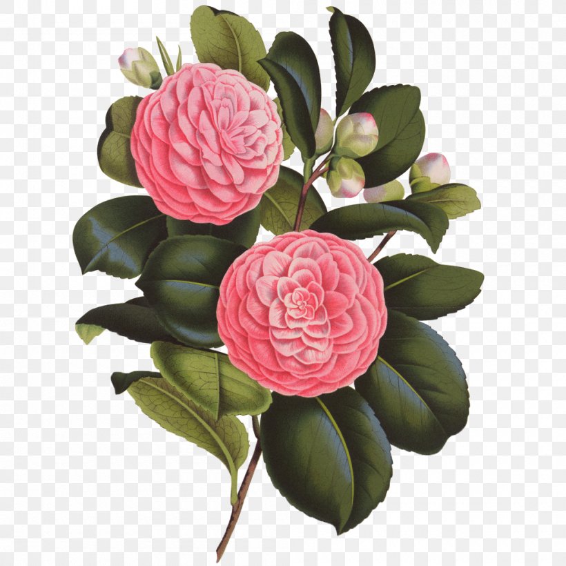 The Language Of Flowers Japanese Camellia, PNG, 1000x1000px, Language Of Flowers, Artificial Flower, Book, Camellia, Cut Flowers Download Free
