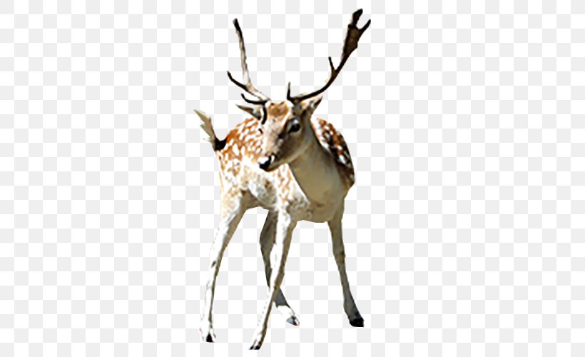 Deer Clip Art, PNG, 500x500px, Deer, Antelope, Antler, Display Resolution, Herd Download Free