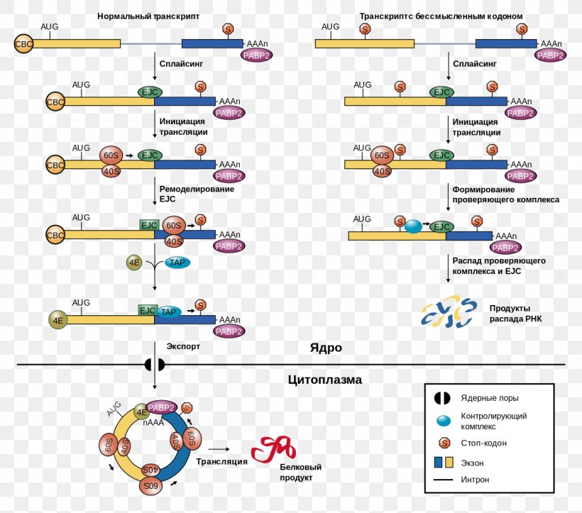 Exon Junction Complex Nonsense-mediated Decay Messenger RNA RNA Splicing, PNG, 1160x1024px, Exon Junction Complex, Area, Cell Nucleus, Codon, Cytoplasm Download Free