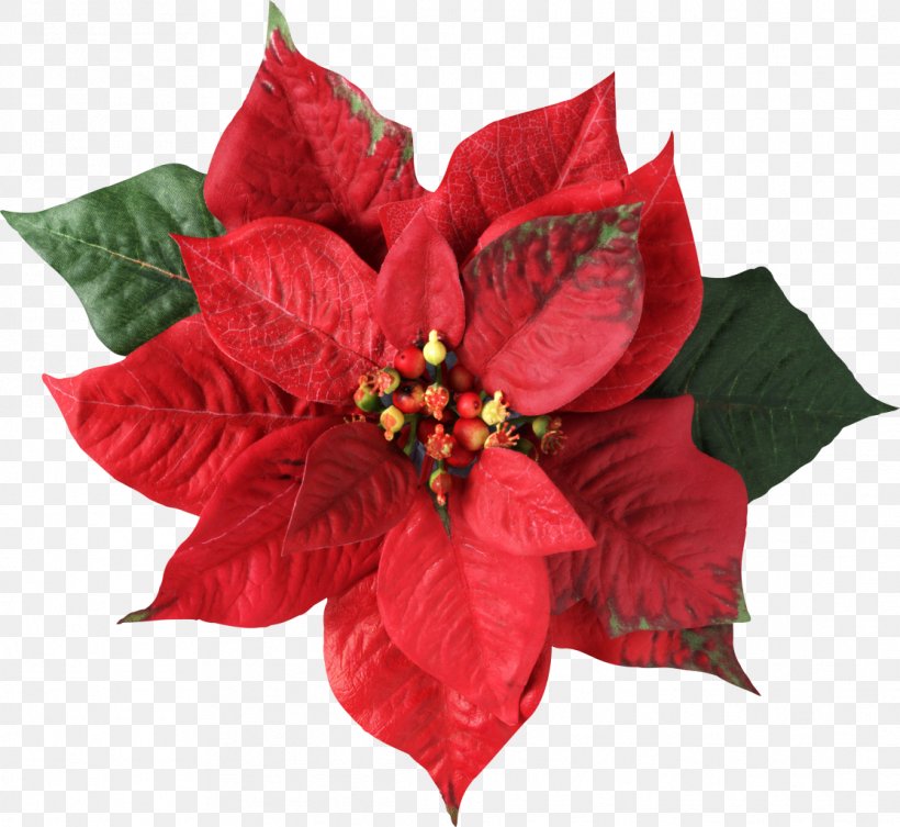 Poinsettia Christmas Decoration Flower Joulukukka, PNG, 1114x1024px, Poinsettia, Christmas, Christmas And Holiday Season, Christmas Card, Christmas Decoration Download Free