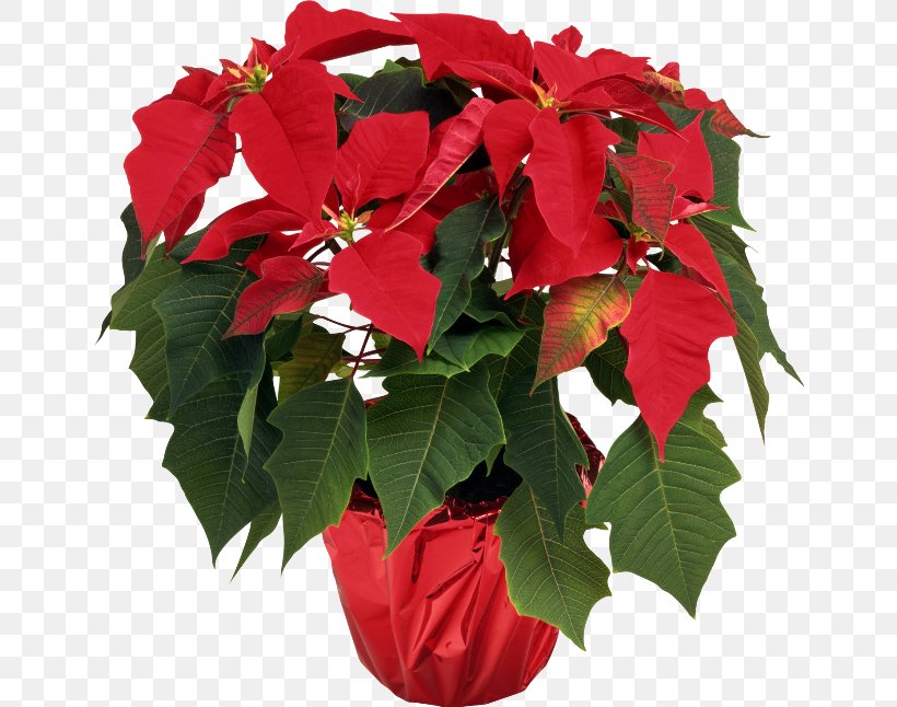 Poinsettia Houseplant Flower Clip Art, PNG, 650x646px, Poinsettia, Annual Plant, Blossom, Cactaceae, Christmas Download Free