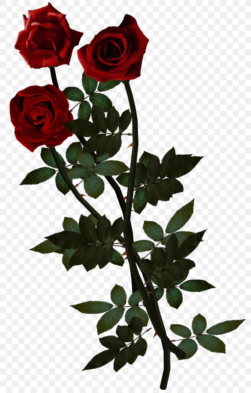 Rose Cut Flowers Clip Art, PNG, 788x1280px, Rose, Cut Flowers, Flora, Floral Design, Floristry Download Free