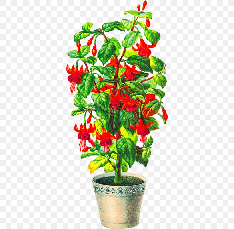 Watercolour Flowers Clip Art, PNG, 357x800px, Flower, Art, Bell Peppers And Chili Peppers, Bird S Eye Chili, Chili Pepper Download Free