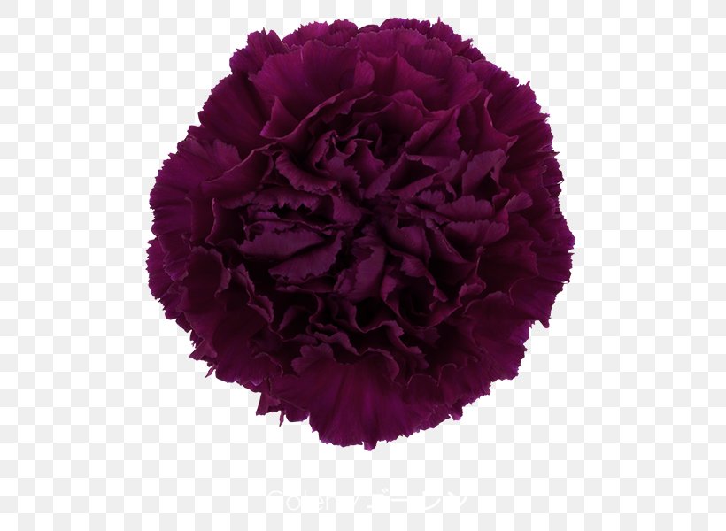 Growing Carnations Cut Flowers Pink, PNG, 600x600px, Carnation, Blue, Burgundy, Cut Flowers, Flower Download Free