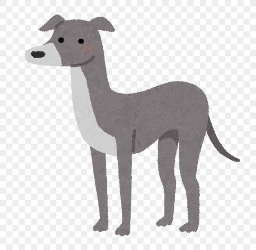 Italian Greyhound Whippet Spanish Greyhound Sloughi, PNG, 800x800px, Italian Greyhound, Animal, Animal Figure, Breed, Carnivoran Download Free