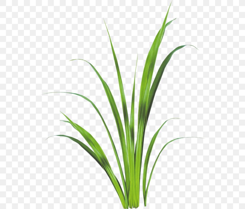 Sweet Grass Lemongrass Plant Stem Leaf Aquarium, PNG, 560x699px, Sweet Grass, Aquarium, Aquarium Decor, Grass, Grass Family Download Free