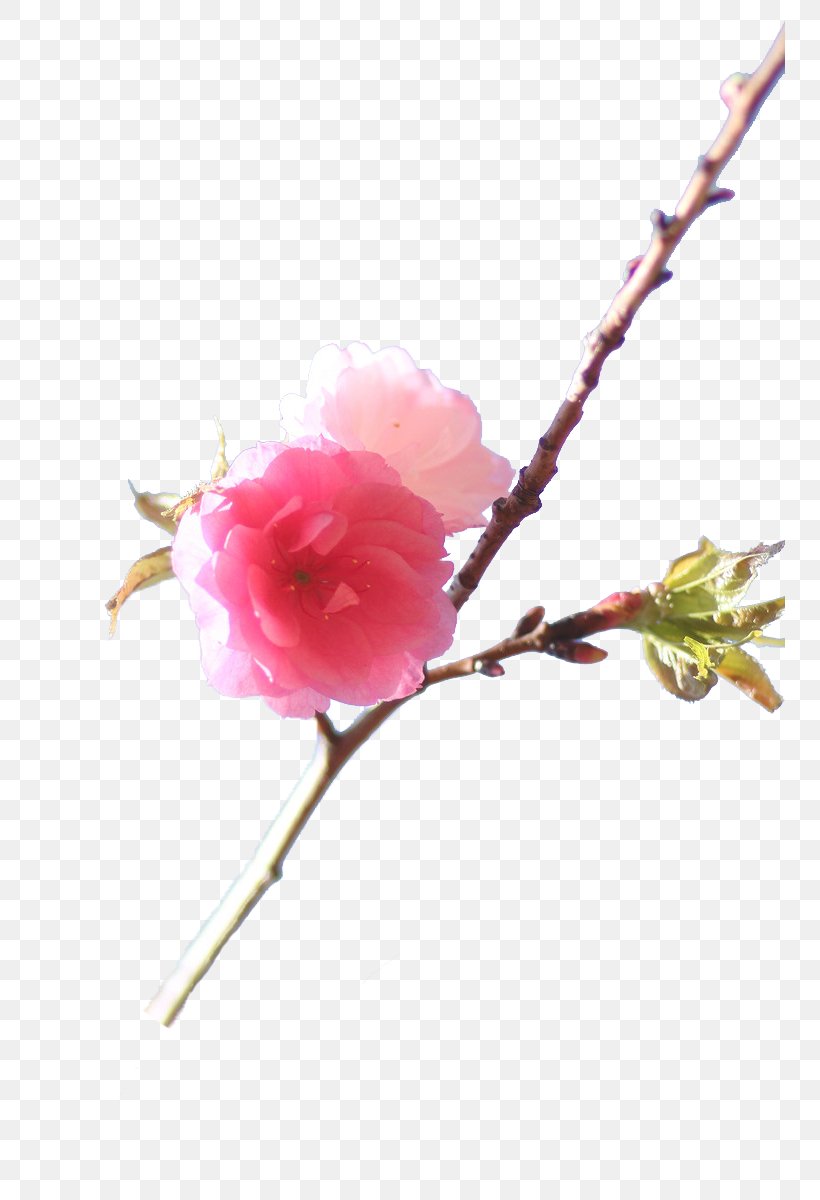 Cherry Blossom Branch, PNG, 750x1200px, Blossom, Artificial Flower, Branch, Cherry, Cherry Blossom Download Free