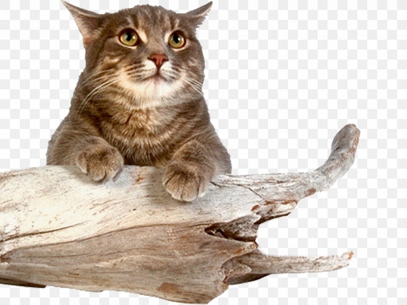 European Shorthair California Spangled Dragon Li Pixie-bob Whiskers, PNG, 1333x1000px, European Shorthair, Albom, Animal, Asian, California Spangled Download Free