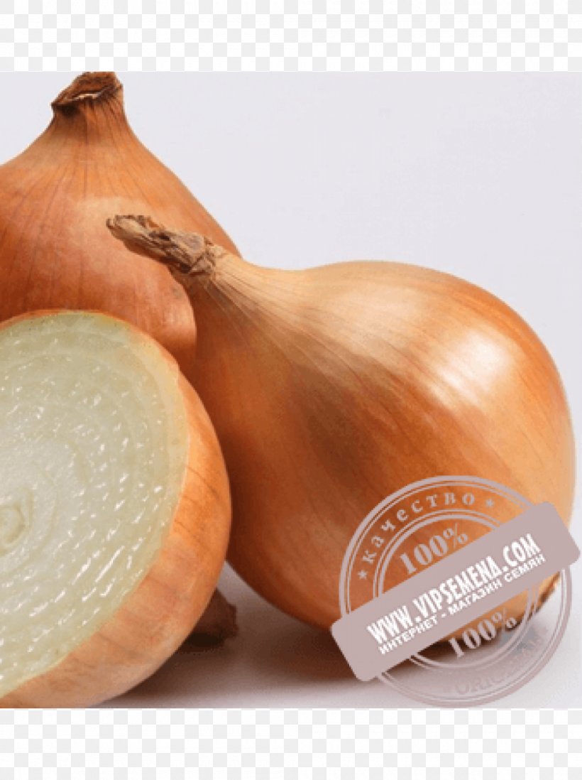 Red Onion Cultivar Vegetable Garlic, PNG, 1000x1340px, Onion, Bolgewas, Butternut Squash, Cucurbita, Cultivar Download Free