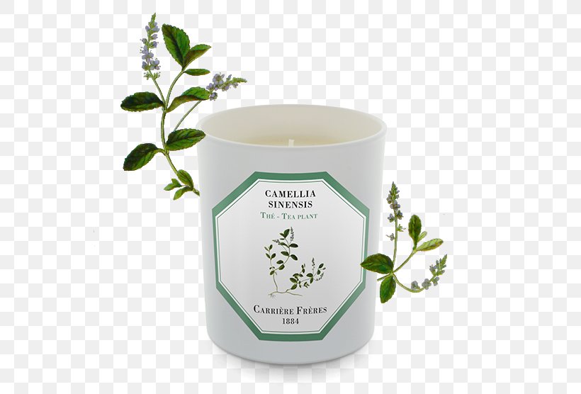 Tuberose Candle Perfume Wax Odor, PNG, 556x556px, Tuberose, Agavoideae, Apothecary, Candle, Cup Download Free