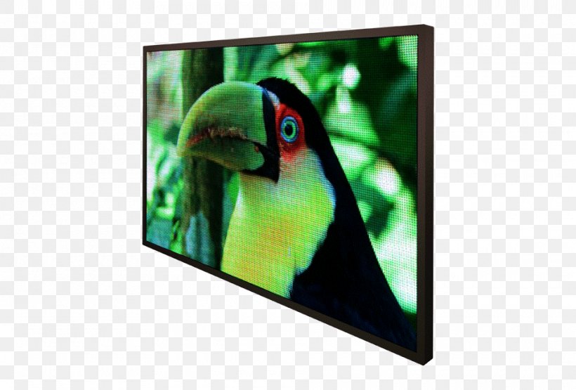 Display Device Macaw Frog LED Display Information, PNG, 960x650px, Display Device, Amphibian, Beak, Color, Computer Monitors Download Free