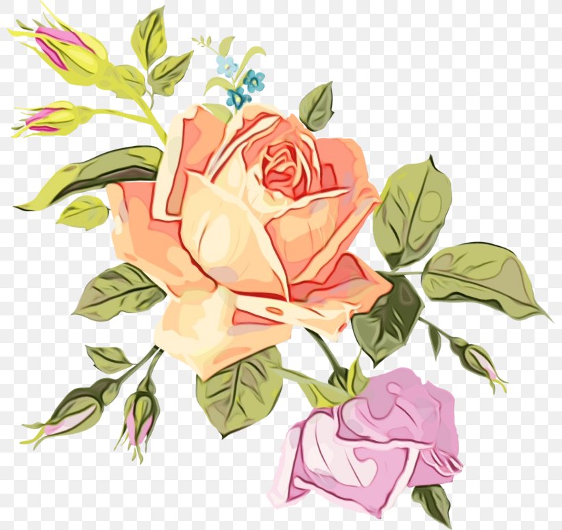 Garden Roses, PNG, 800x773px, Watercolor, Bouquet, Cabbage Rose, Cut Flowers, Floral Design Download Free