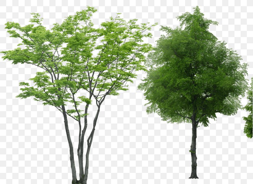 Tree Rendering, PNG, 819x596px, 3d Computer Graphics, Tree, Architecture, Branch, Computer Software Download Free