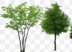 Tree - Tree Rendering PNG