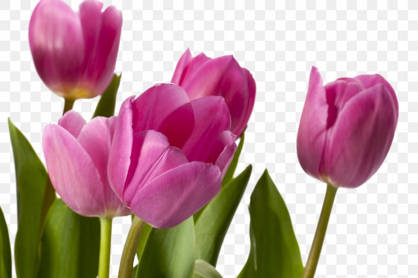 Tulip Flower Desktop Wallpaper Photography Floral Design, PNG, 1600x1066px, Tulip, Animaatio, Blue, Bud, Cut Flowers Download Free