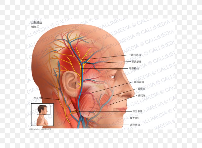Auriculotemporal Nerve Superficial Temporal Artery Anatomy Middle Meningeal Artery, PNG, 600x600px, Watercolor, Cartoon, Flower, Frame, Heart Download Free