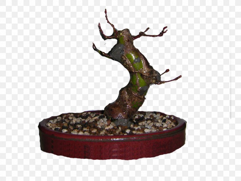 Bonsai Ille Japanese Maple Belgium Tree, PNG, 1024x768px, Bonsai, Antler, Belgium, Houseplant, Ille Download Free